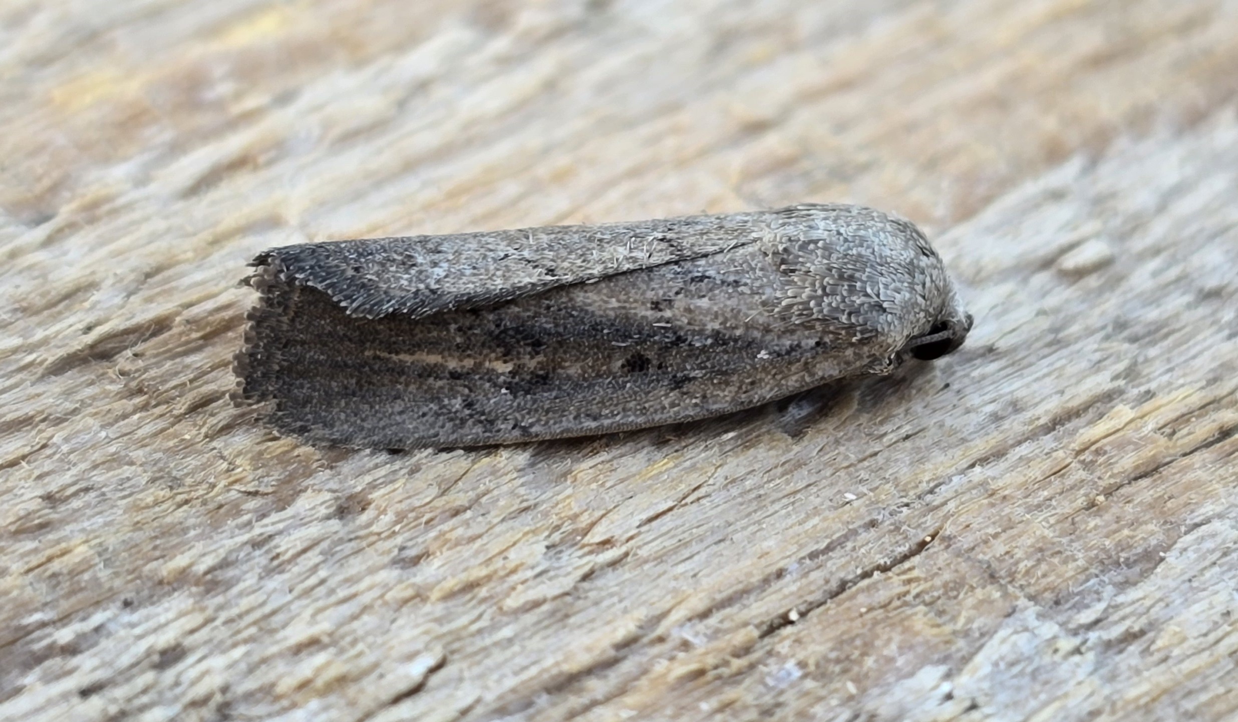 Photo of Porter's Rustic (Athetis hospes)